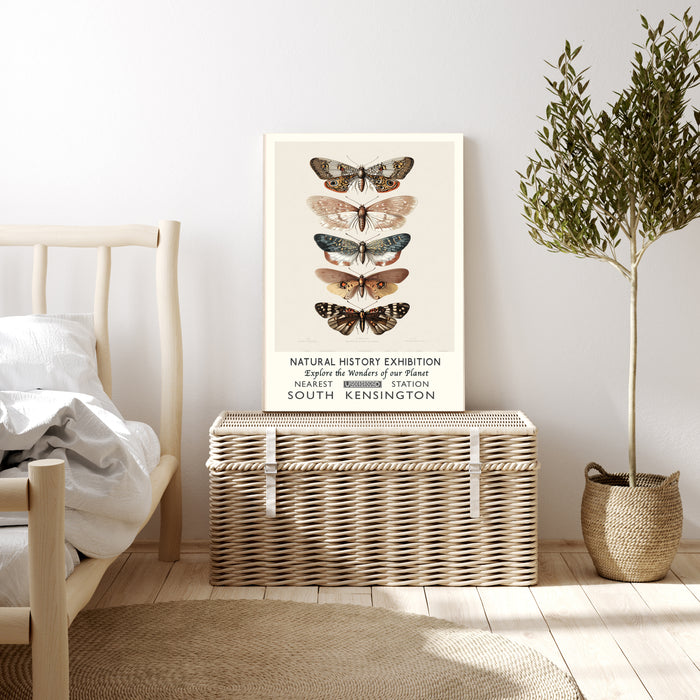 Natural History Museum Butterfly Art Print