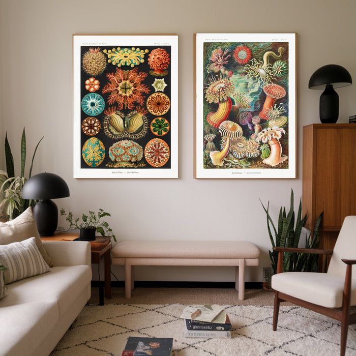 Vintage Ernst Haeckel Set of Two Art Prints
