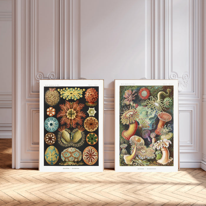 Vintage Ernst Haeckel Set of Two Art Prints
