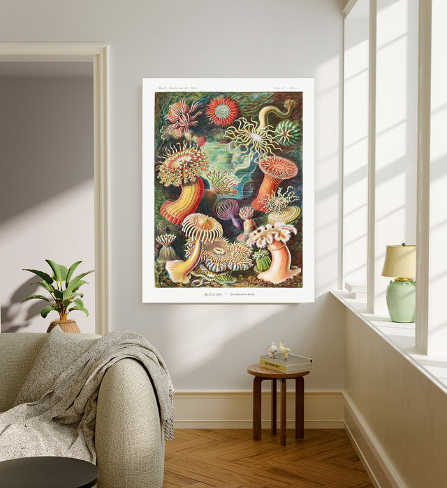 Vintage Ernst Haeckel Set of Two Art Prints